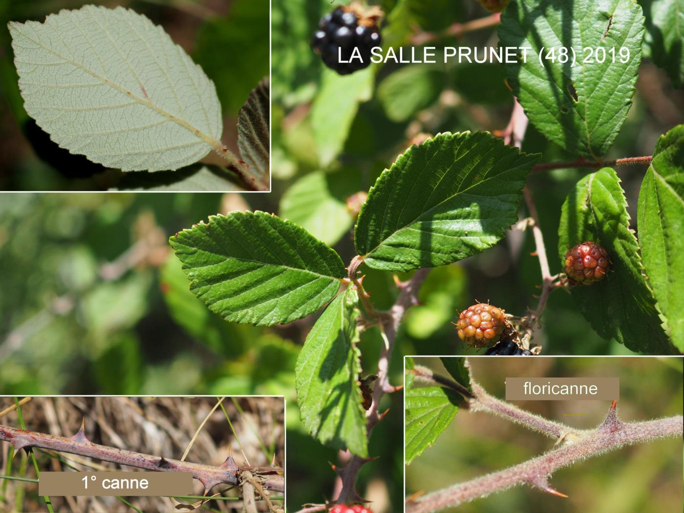 Bramble, Large-leaved leaf